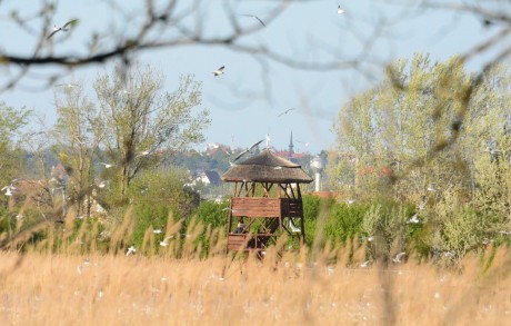 Youtube-on is bejárhatjuk a Sóstó Természetvédelmi Területet a foteltúrával